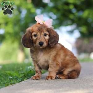 Pocahontas, Dachshund Puppy